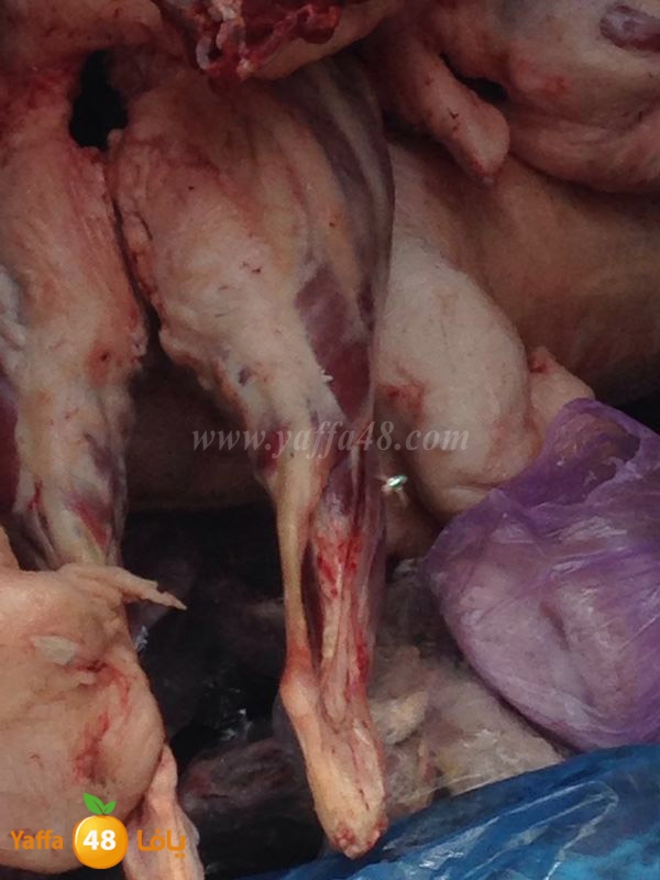 lo7oom lud 0527 (9).JPG